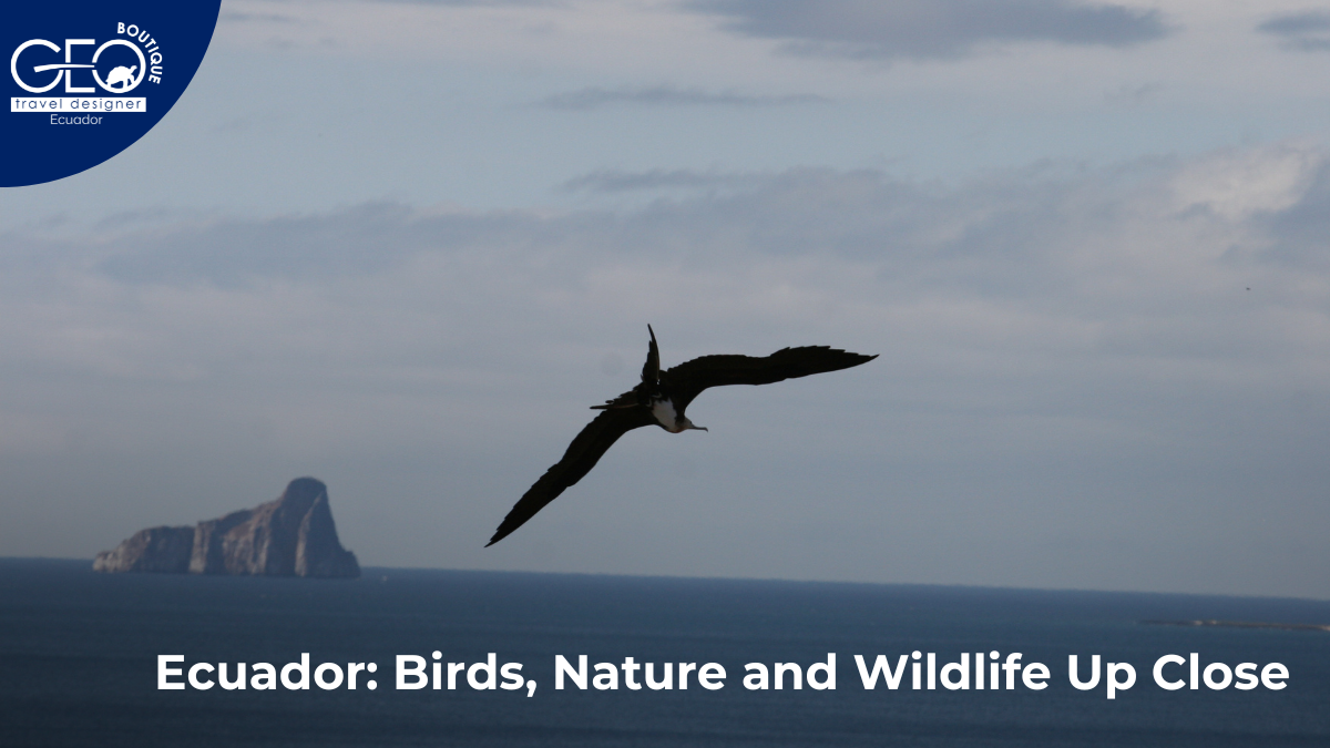 birdwatching in Ecuador Andean Condor cloud forest